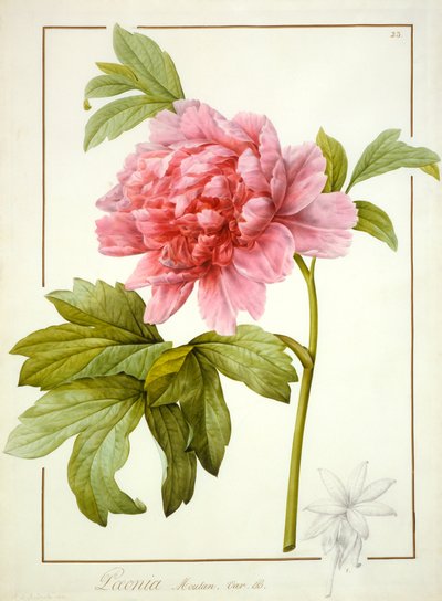 Paeonia Suffruticosa, 1812 da Pierre Joseph Redouté